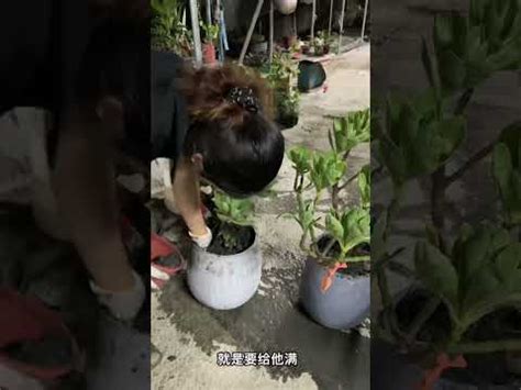 白水木移盆|【白水木移盆】白水木迷速來！學會移盆技巧，讓你的綠手指更神。